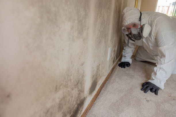 Why You Should Choose Our Mold Remediation Services in Capitan, NM